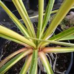 Yucca flaccida Golden Sword - Sárga-csíkos pálmaliliom