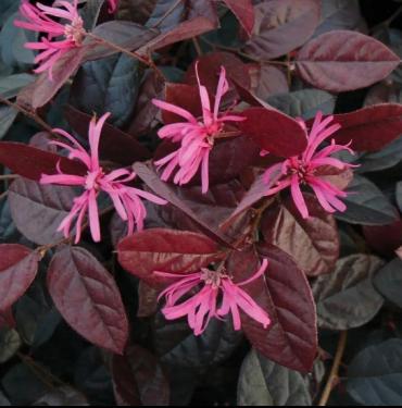 Loropetalum chinense FIRE DANCE - Kínai rojtosvirág