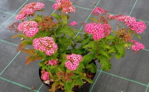 Spiraea japonica CRISPA - Gyöngyvessző