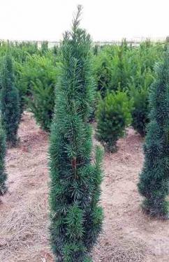 Taxus baccata Fastigiata Robusta