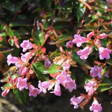 Abelia grandiflora SHERWOOD - Tárnicslonc