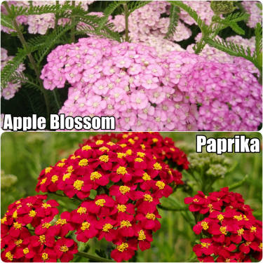 Achillea Cickafark fajták