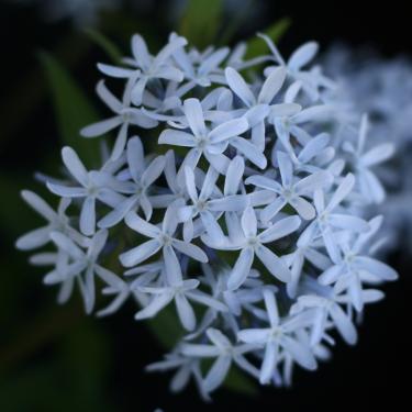 Amsonia tabernaemontana ‘Blue Ice’ – Széleslevelű csillagmeténg