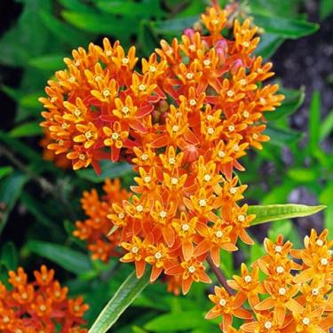 Asclepias tuberosa - Gumós selyemkóró