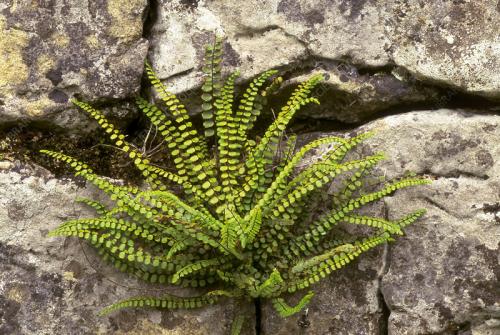 Asplenium trichomanes – Aranyos fodorka