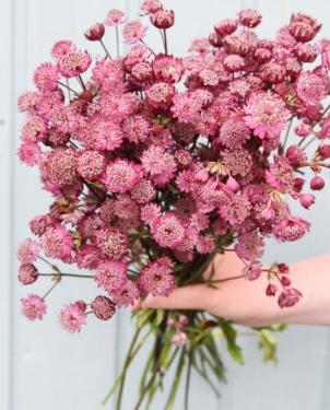 Astrantia Major - Völgycsillag