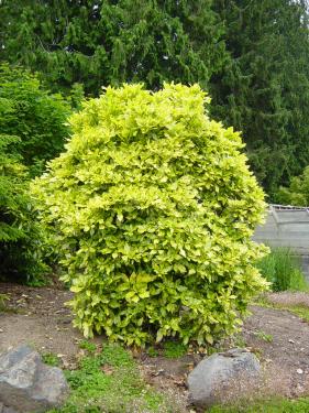 Aucuba japonica 'Goldstrike' - Tarkalevelű babérsom