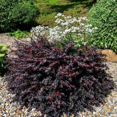 Berberis thunbergii CONCORDE