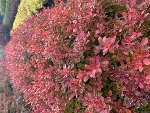 Berberis thunbergii CORAL