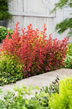 Berberis thunbergii ORANGE SUNRISE ®