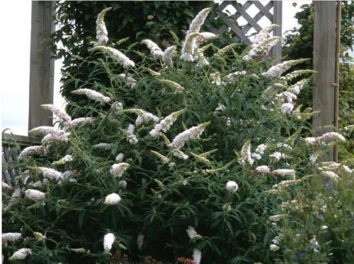 Buddleia davidii White Profusion nyáriorgona