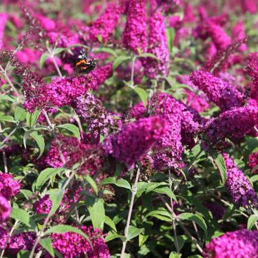 Buddleia MISS RUBY Nyáriorgona