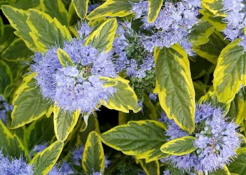 Caryopteris clandonensis SUMMER SORBET - Sárga tarka kékszakáll