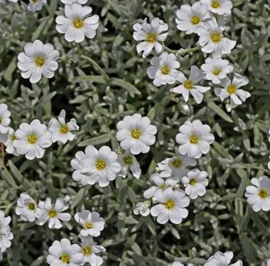 Cerastium - Molyhos Madárhúr