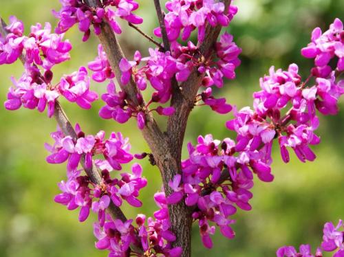 Cercis siliquastrum – Közönséges júdásfa