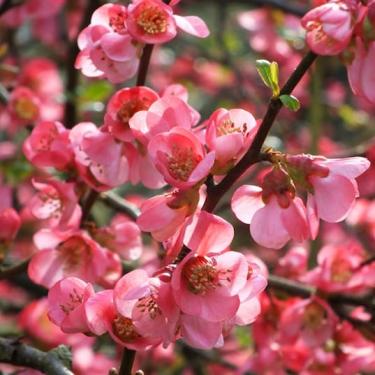 Chaenomeles superba PINK TRAIL