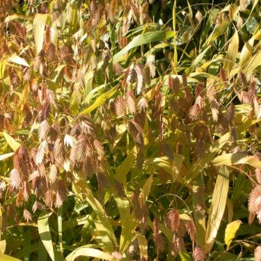 Chasmanthium latifolium - széleslevelű különösfű