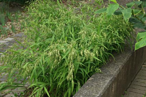 Chasmanthium latifolium - széleslevelű különösfű