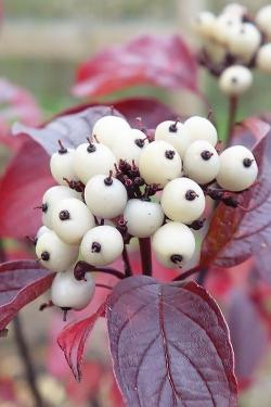 Cornus alba - RED GNOME