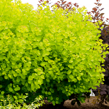 Cotinus coggygria GOLDEN SPIRIT Cserszömörce