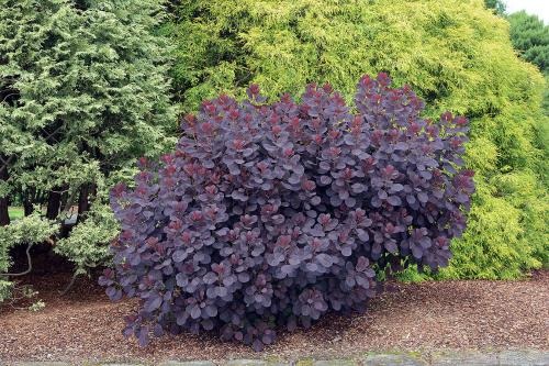 Cotinus coggygria ROYAL PURPLE Cserszömörce