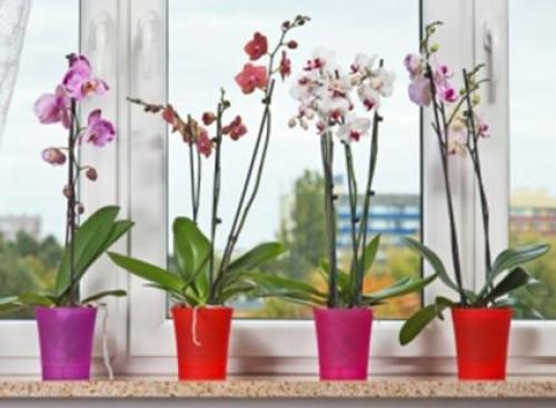 Műanyag orchidea kaspó