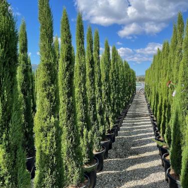 Cupressus sempervirens 'Totem' - Európai ciprus