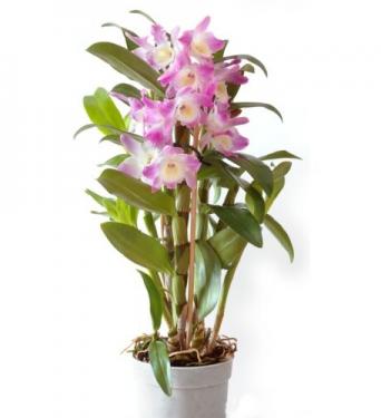 Dendrobium nobile orchidea
