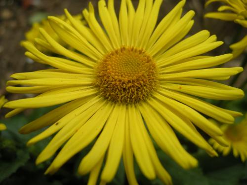 Doronicum orientale - Kaukázusi zergevirág