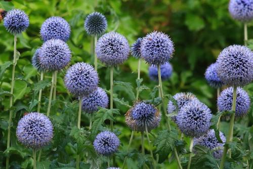 Echinops ritro - Szamárkenyér