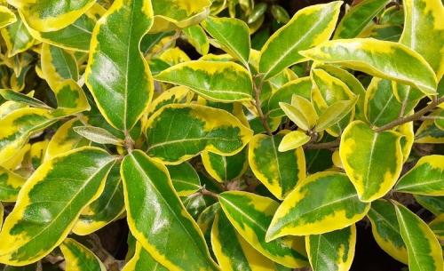 Elaeagnus x ebbingei GILT EDGE - Tarka Ezüstfa