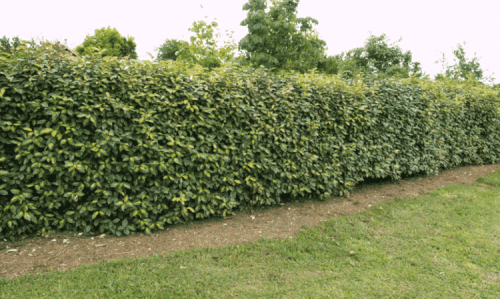 Elaeagnus x ebbingei LIMELIGHT