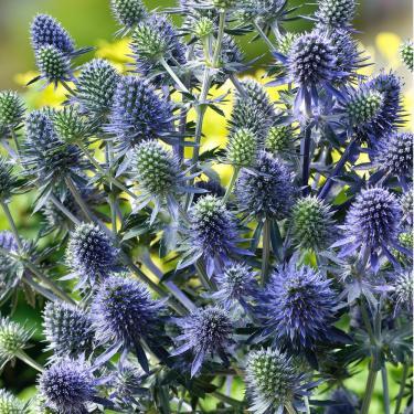 Eryngium planum - Iringó fajták