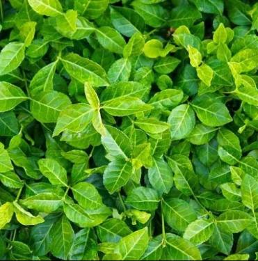 Euonymus fortunei ‘Coloratus’ – talajtakaró kecskerágó