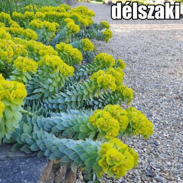 Euphorbia - Kutyatej