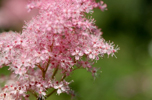 Filipendula Rubra Réti legyezőfű 