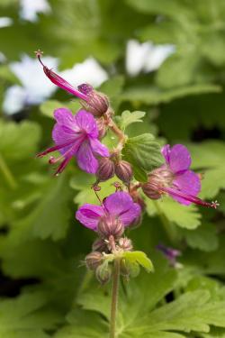 Geranium macrorrhizum BEVAN`S VARIETY