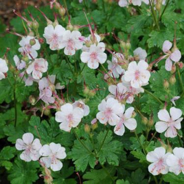 Geranium x cantabrigiense - Angol gólyaorr