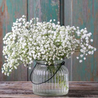 Gypsophila paniculata Fátyolvirág