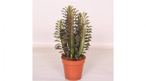 Háromélű kutyatej - Euphorbia 30 cm