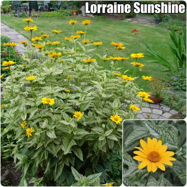 Heliopsis helianthoides - Napszemvirág fajták