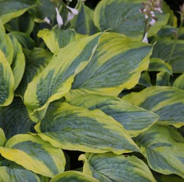 Hosta - Alvatine Taylor