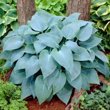 Hosta - Canadian Blue