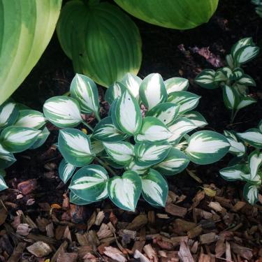 Hosta - Pandora's Box