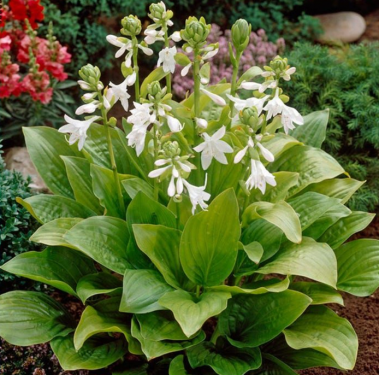 Hosta - Royal Standard