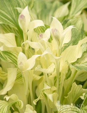 Hosta - White Feather