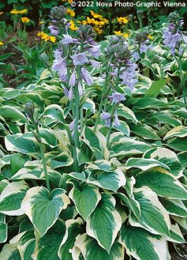 Hosta - Wide Brim 