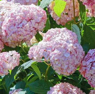 Hydrangea arborescens Bubblegum