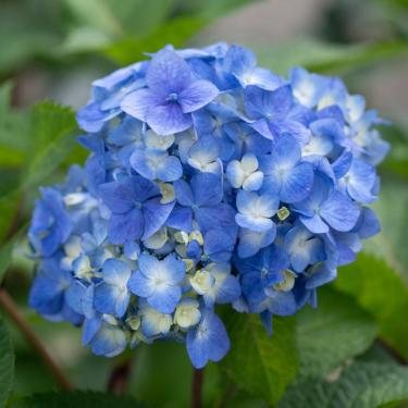 Hydrangea macrophylla "Blaumeise' 