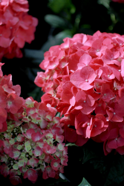 Hydrangea macrophylla 'Leuchtfeuer'